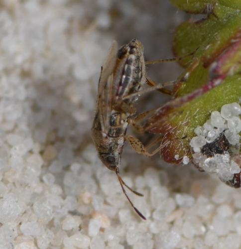 Nysius sp.